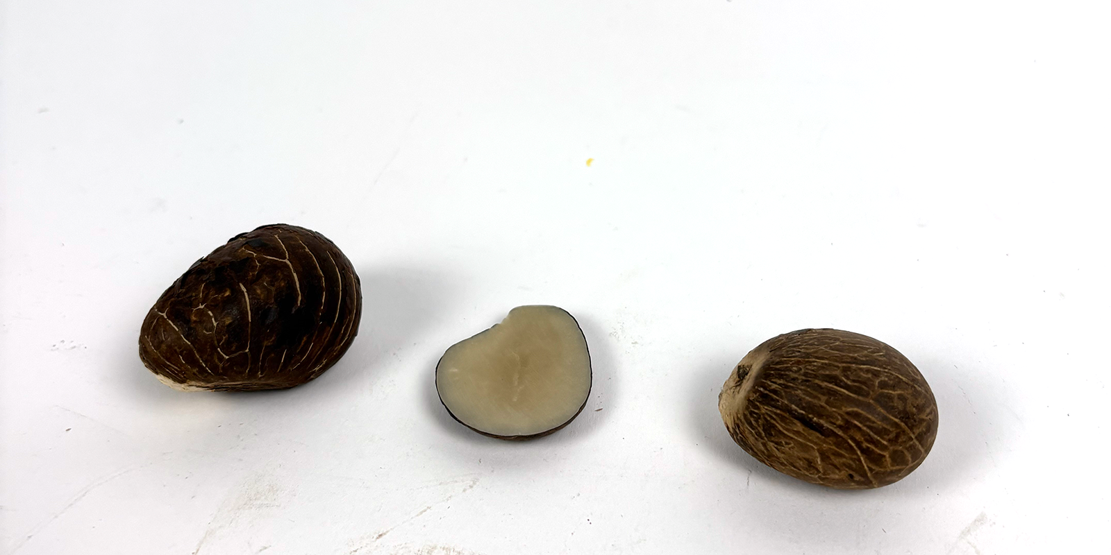TAGUA NUT